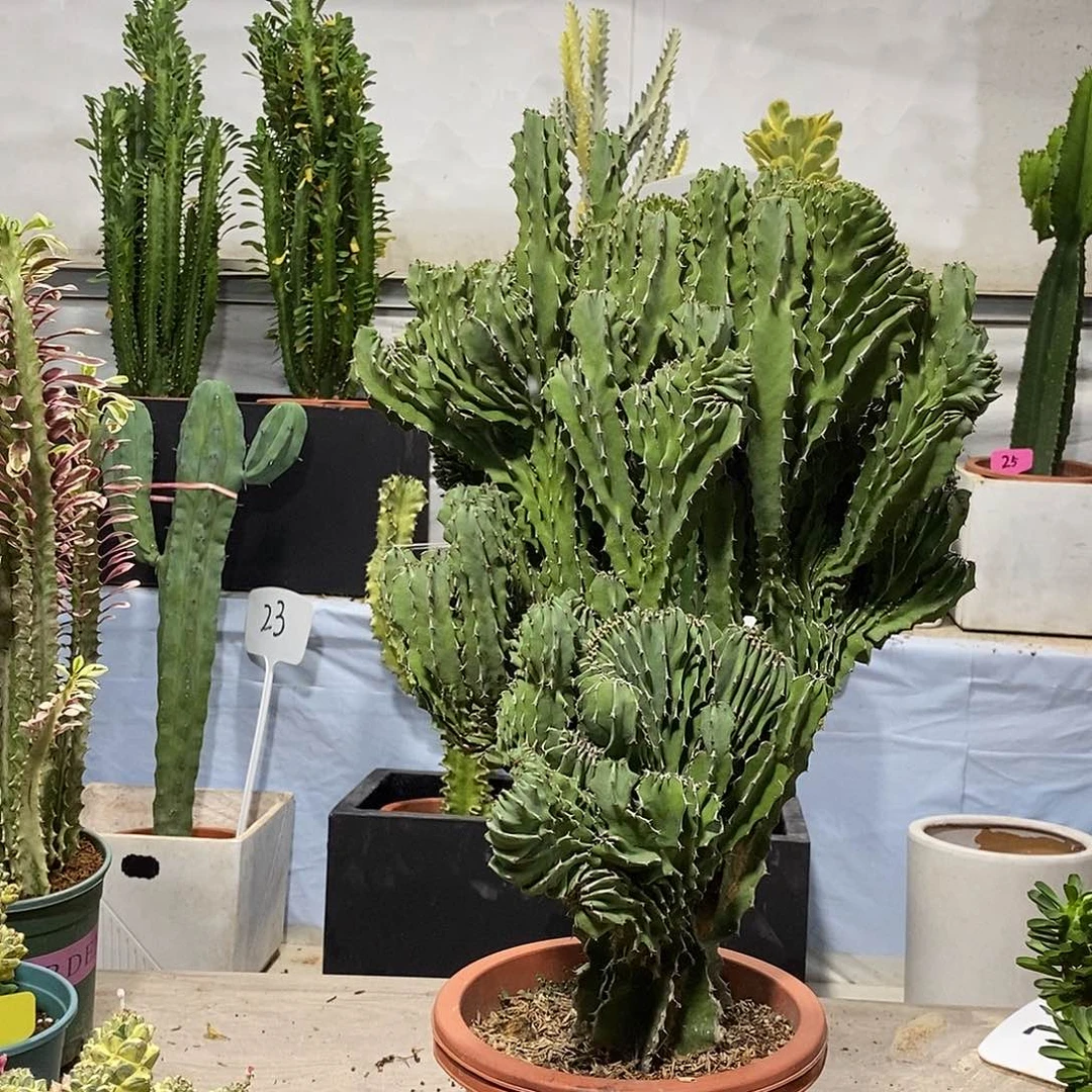 当前无花朵，栽培后可花朵春驹缀化一物一拍