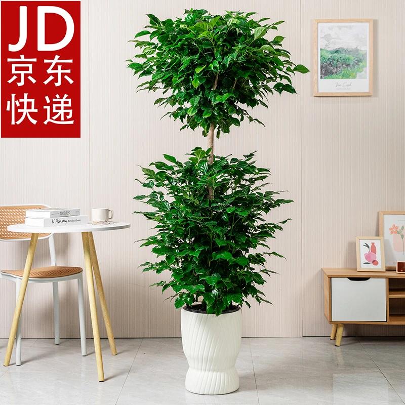 【京东快递】【送货上门】1.5-1.6米双层幸福树办公室净化空气绿植