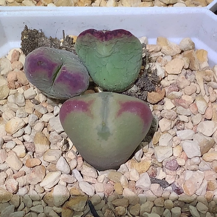 茗***殇精品多肉植物精品多肉