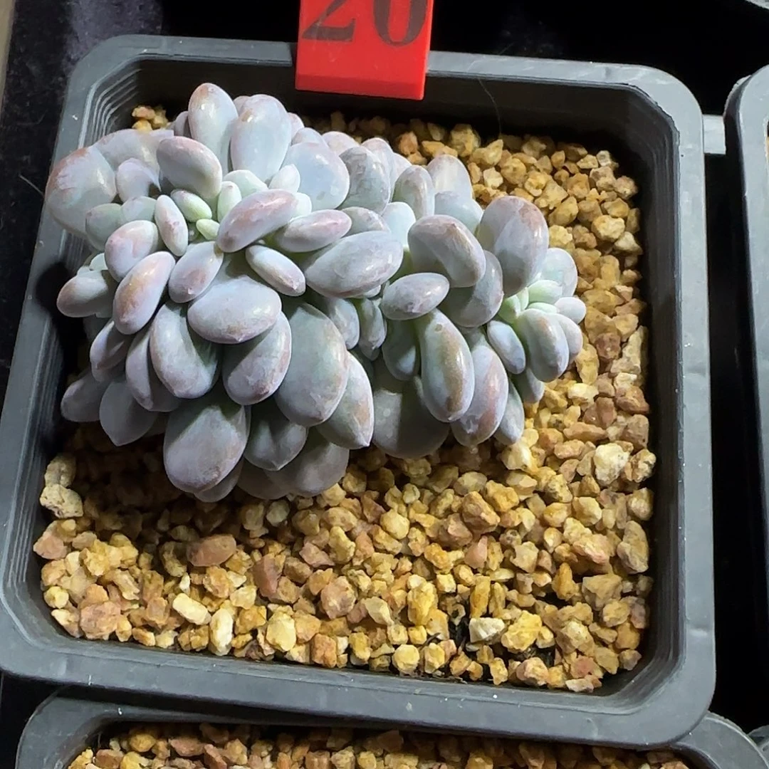 粉兔缀化一物一拍20