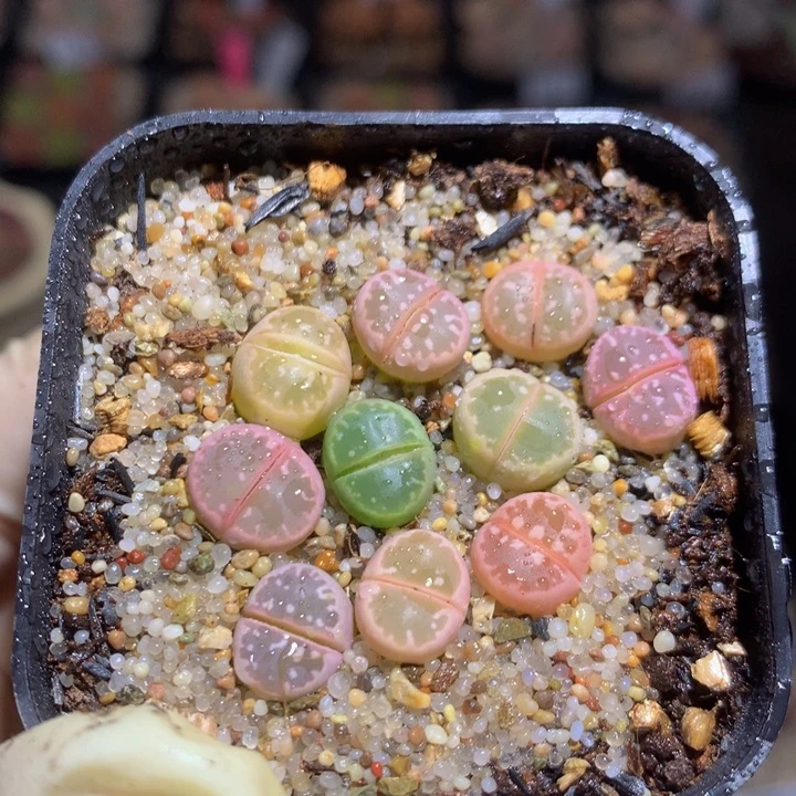 胖*精品生石花126.127