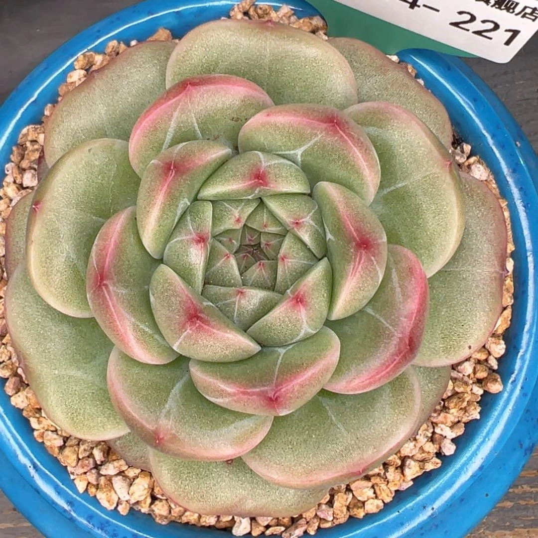 从前慢多肉精选编号0214.221