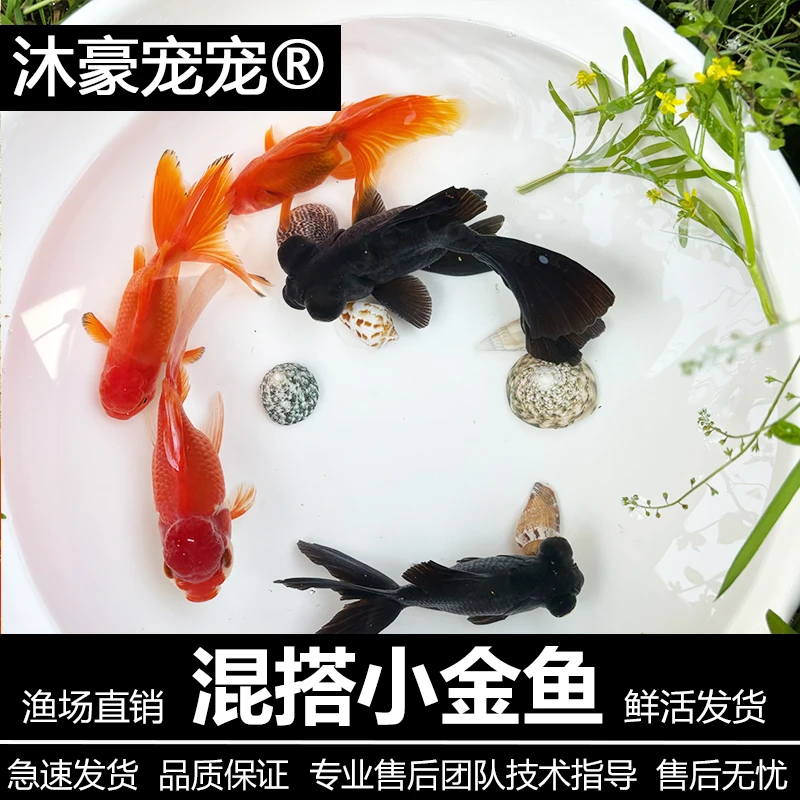 沐豪宠宠随机招财【混搭小金鱼】活体淡水观赏鱼混合好养耐活便宜