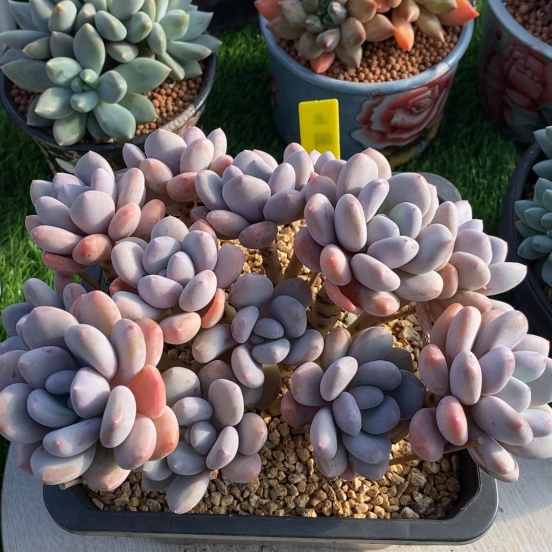 综合链接三明治美人