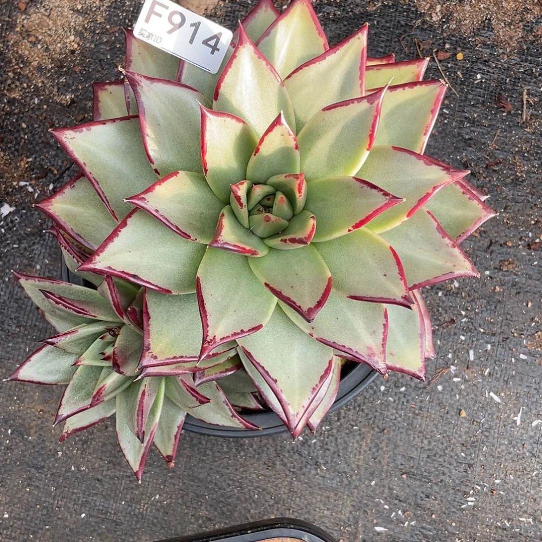 若如东云单拍F914