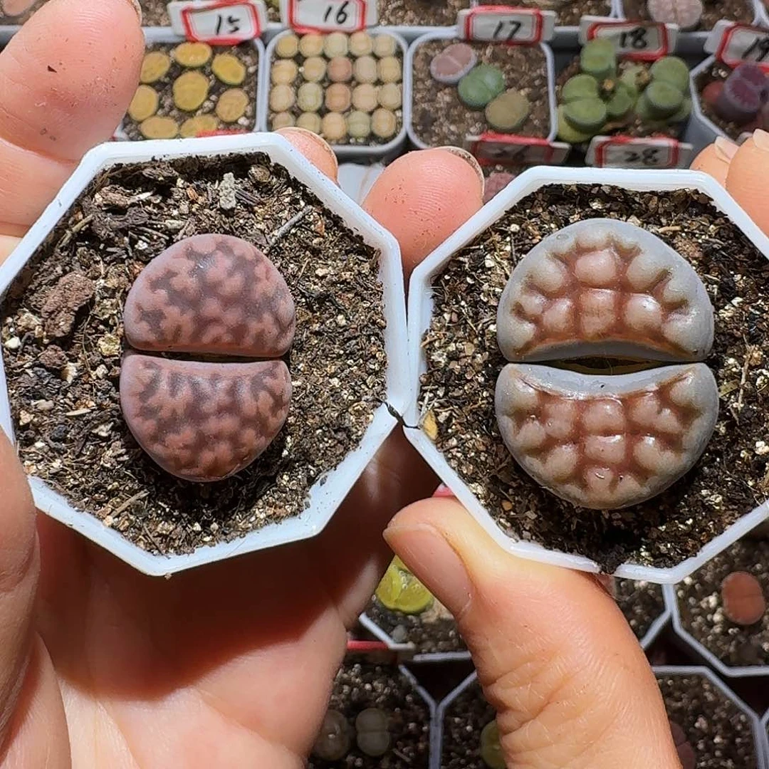 生石花23:：：：。  73