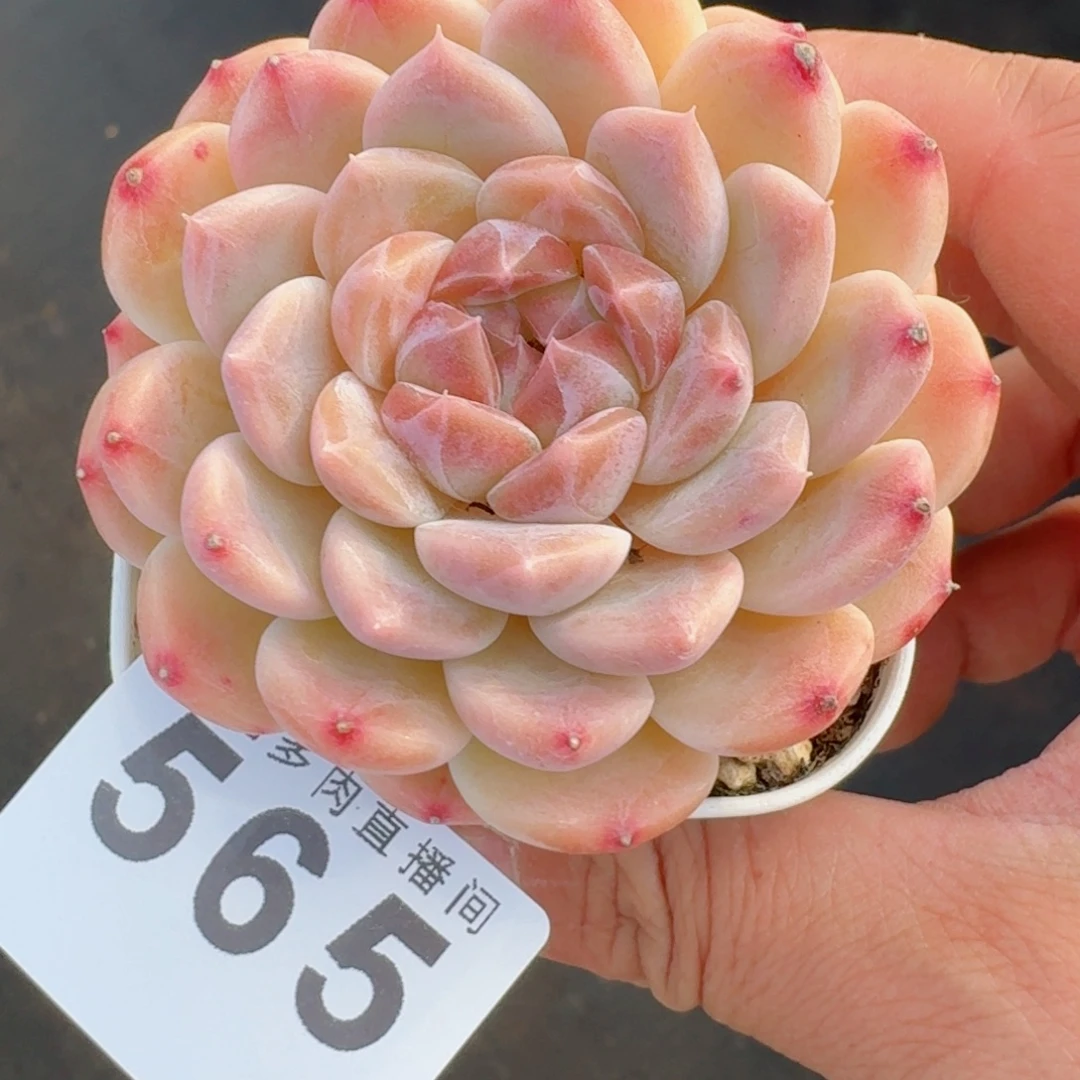 冰魄      愿你一路坦途，乘风破浪展宏图