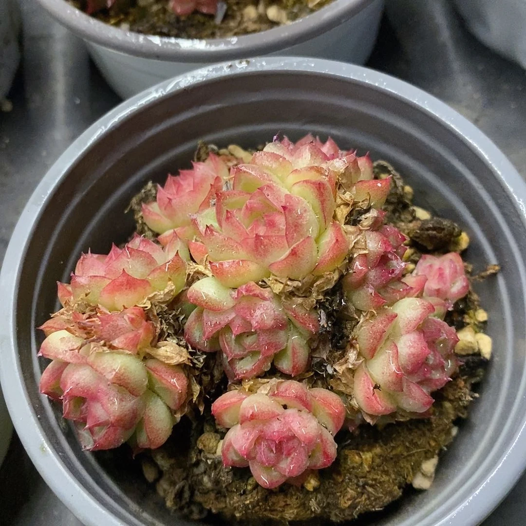 30。红女王小群。不包整。