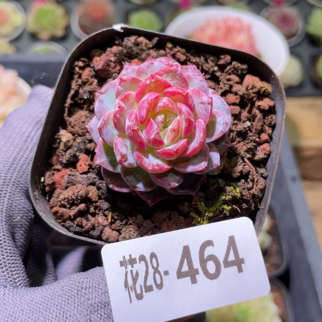 花利美28-464新品