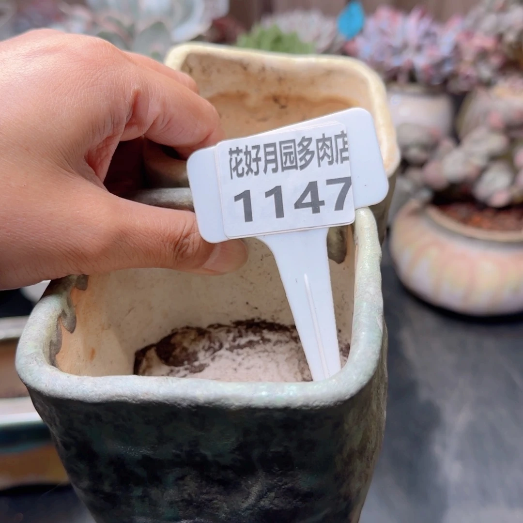 依*多肉植物1147两个