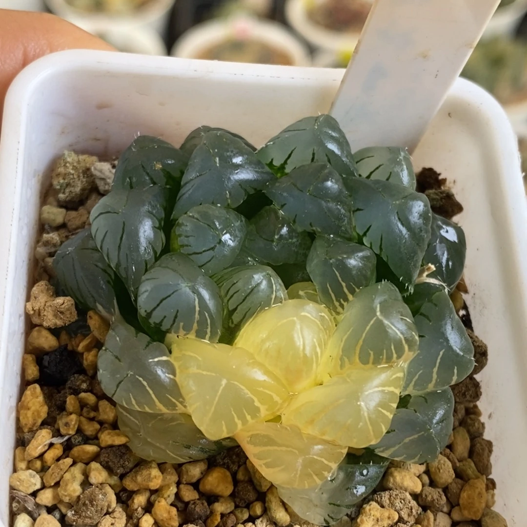 320号实生玉露锦湖水