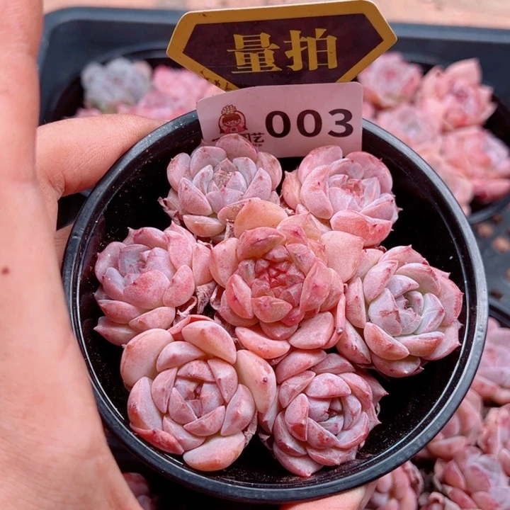 多肉植物多肉植物