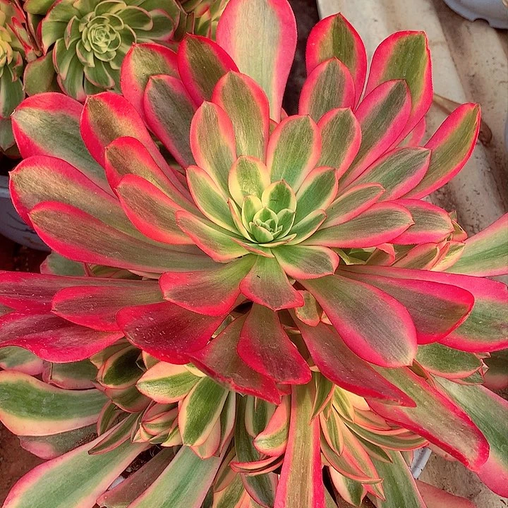 粉体美杜莎，多肉植物