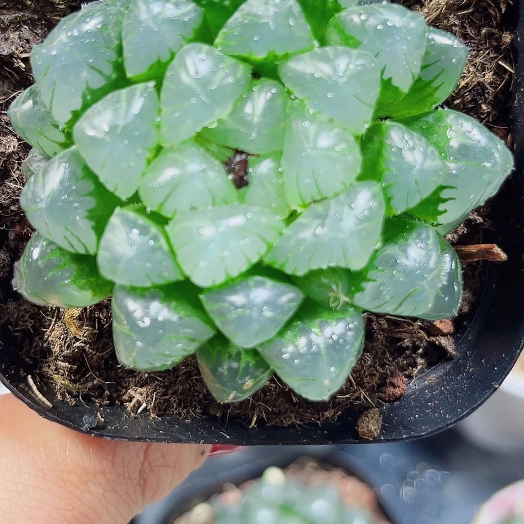 小叶冰灯多肉植物66666