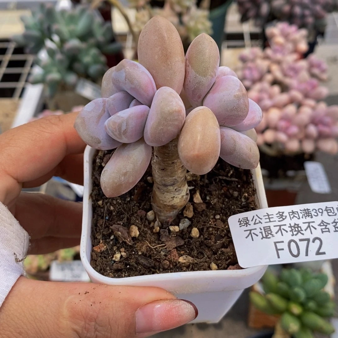 桃霜072/6cm多肉多肉
