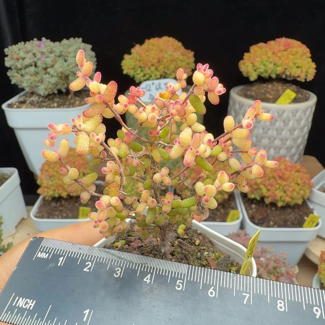 ?**七c29号假飞机猪点赞福利