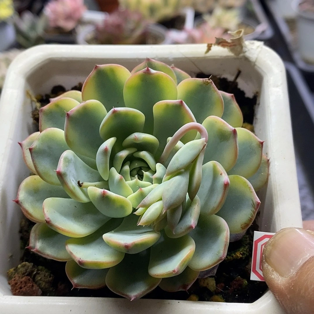 11158姬莲锦多肉植物