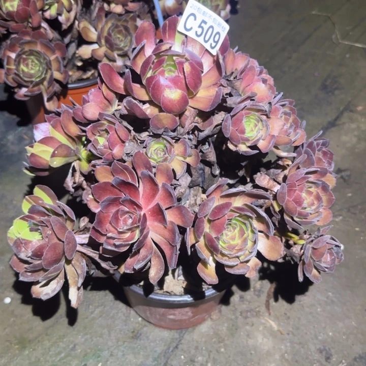 譚***¹黑美人……多肉植物的