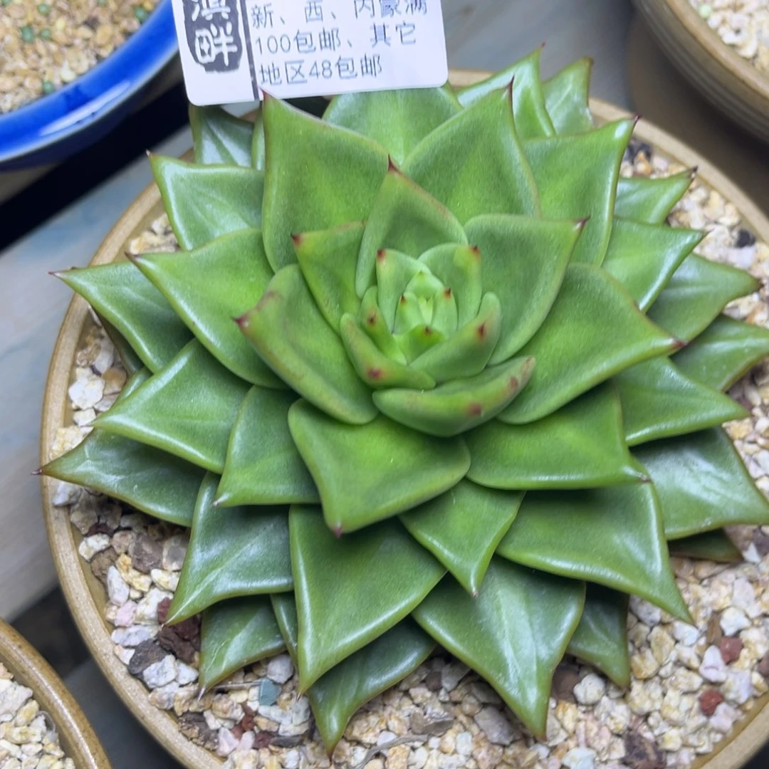 630………………………………冬云