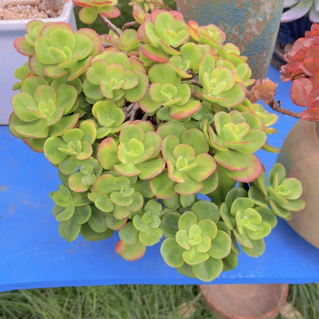 绿***风多肉植物组合盆栽植物