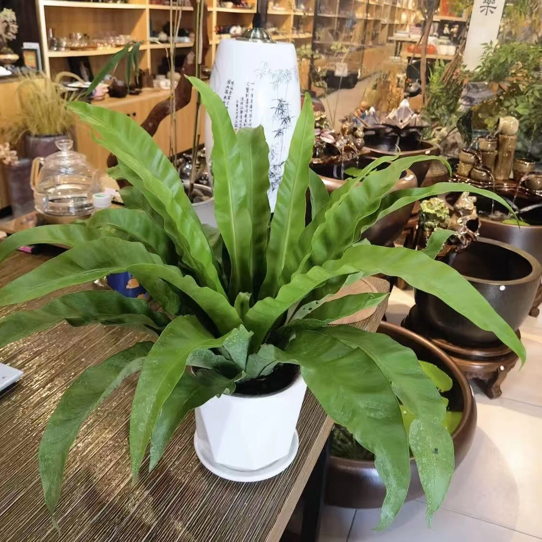 【鸟巢蕨】室内多年生观叶绿植净化空气四季常青好养