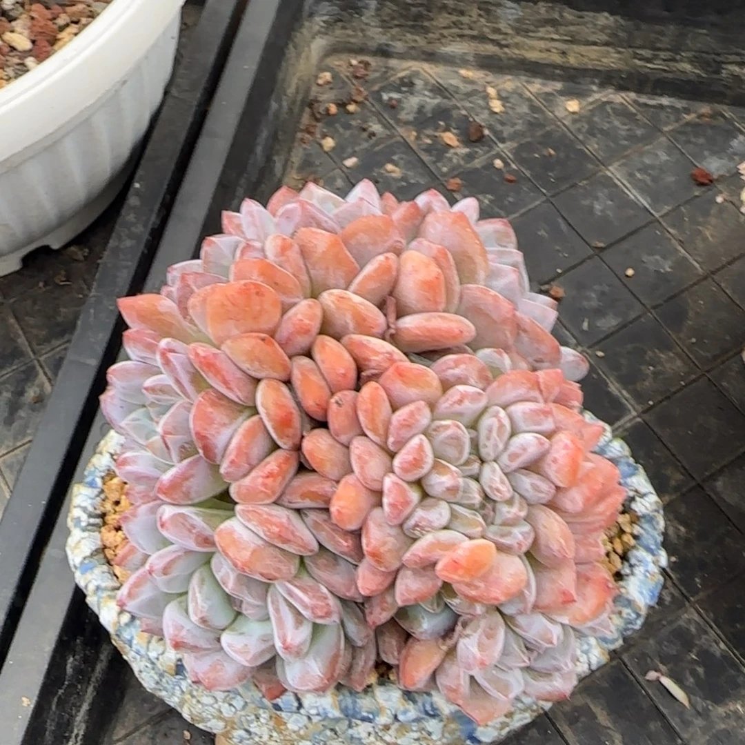 多肉植物一物一拍