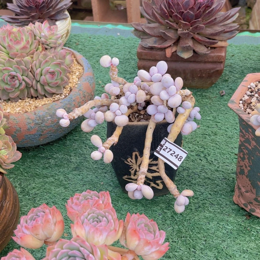 刘***a原始奶多肉植物27248