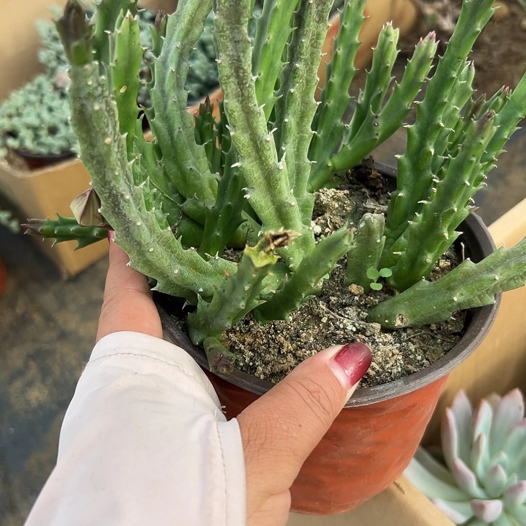 多肉植物多肉植物