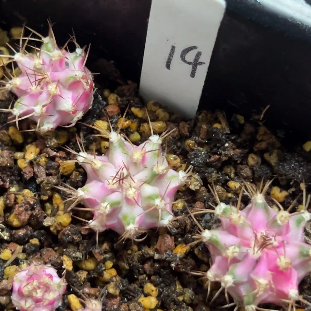 乐***皮粉钻侧芽自根脱土发货14