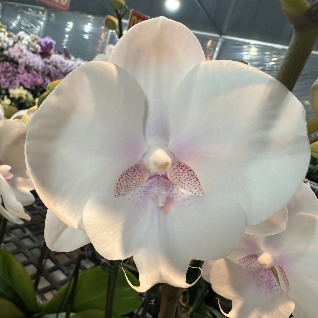 蝴蝶兰【白牡丹】梦幻浪漫室内高端花卉绿植