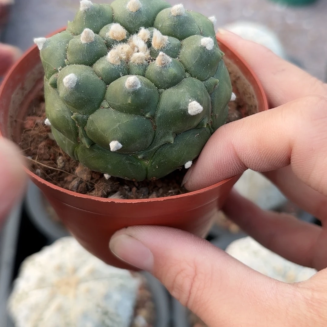 脱土发，保健康，一物一拍