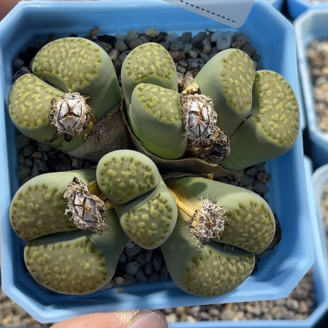 5553绿福来1群生6头