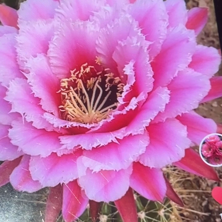 清清七仙女根瑕疵有黑点