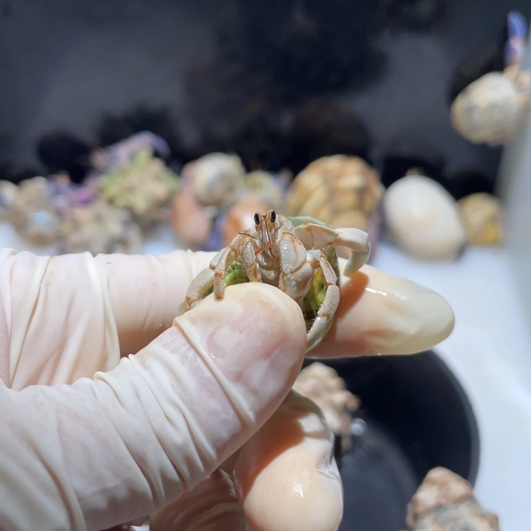 F26 Li专拍紫陆磨尖