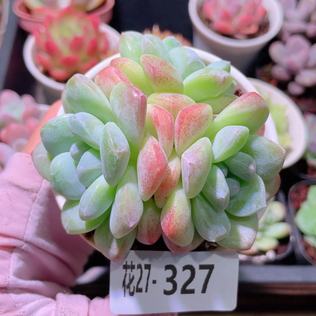 花利美27-327冰玉