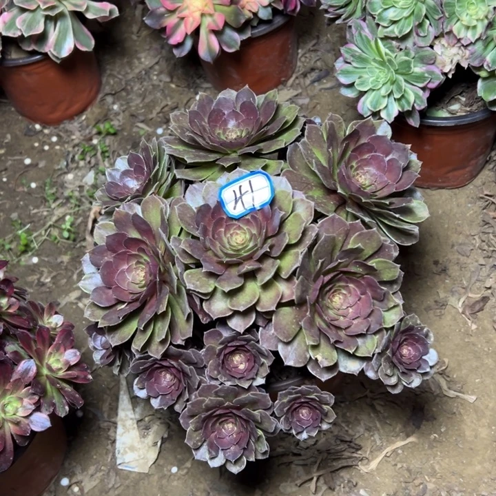 多肉植物黑魔法师41