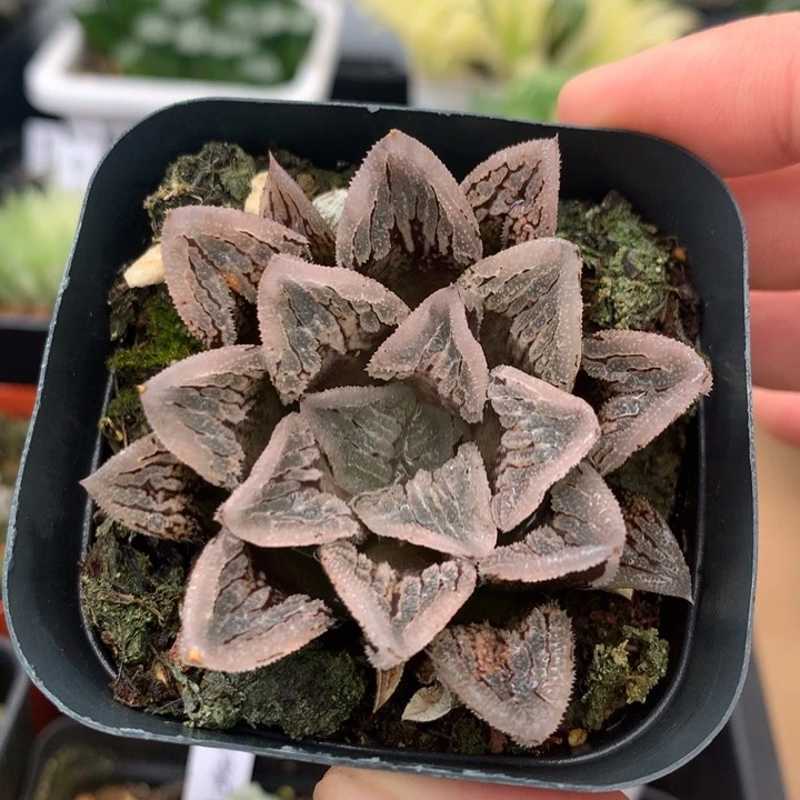 冰上之舞一物一拍