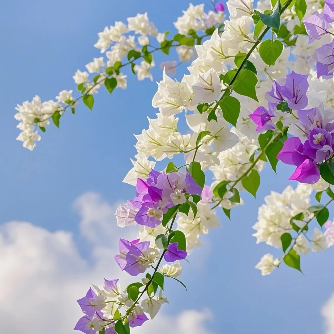 三角梅（梦中婚礼）稀有盆栽树苗重瓣大苗室内外庭院爬藤花卉绿植花