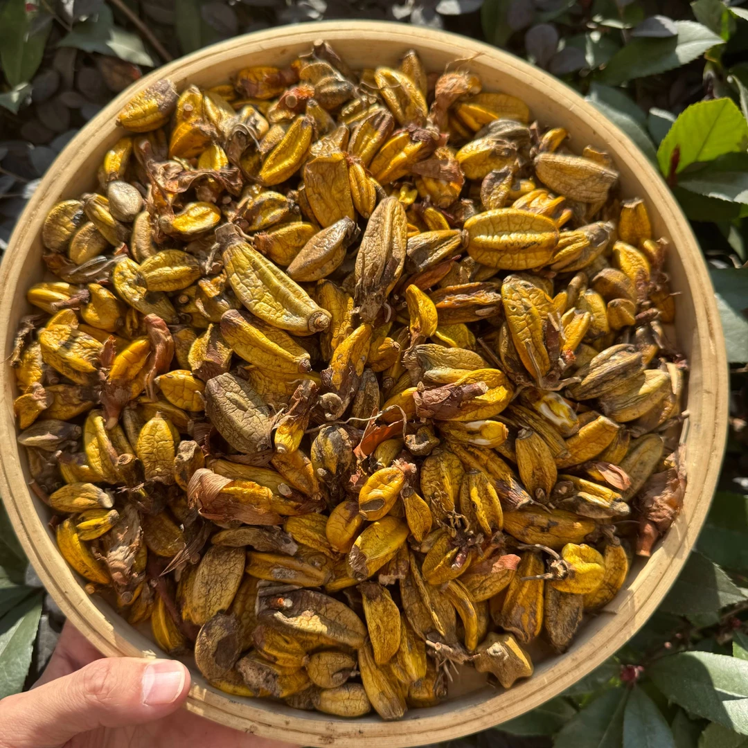 高山 农家 日晒玉枢丹