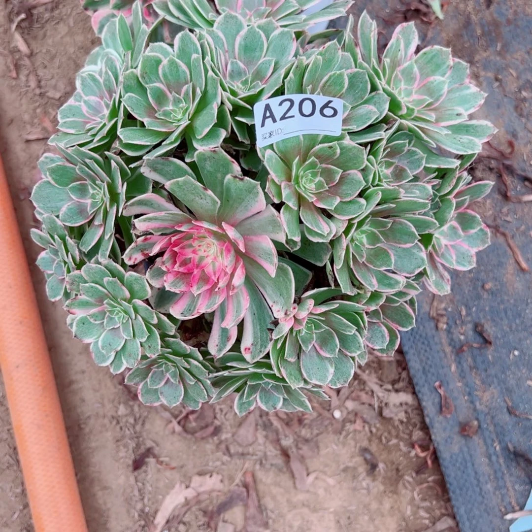 206孔雀翎多肉植物法师