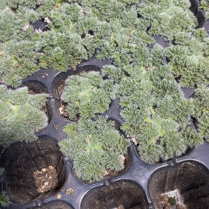 羽叶阳葵2.8带土发货