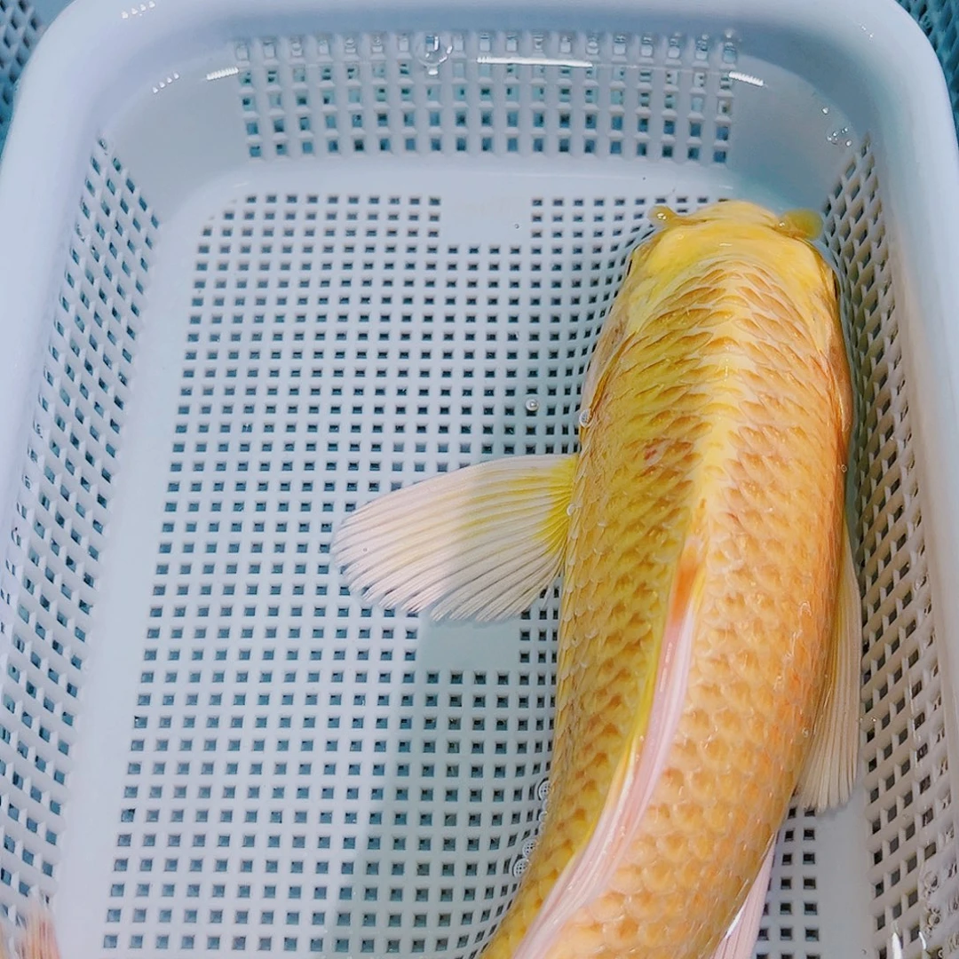 锦鲤锦鲤冷水鱼观赏