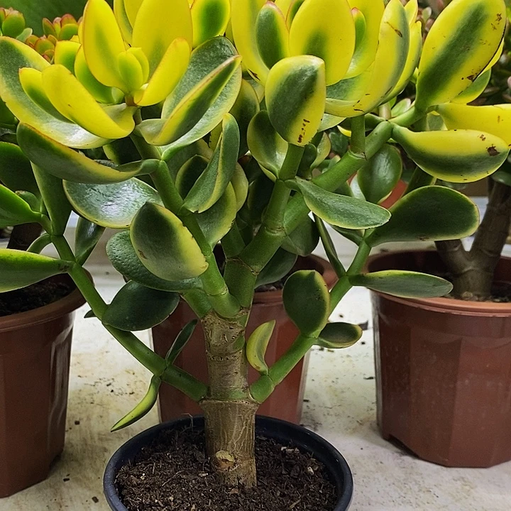 完全开放新花月景一物一拍多肉植物