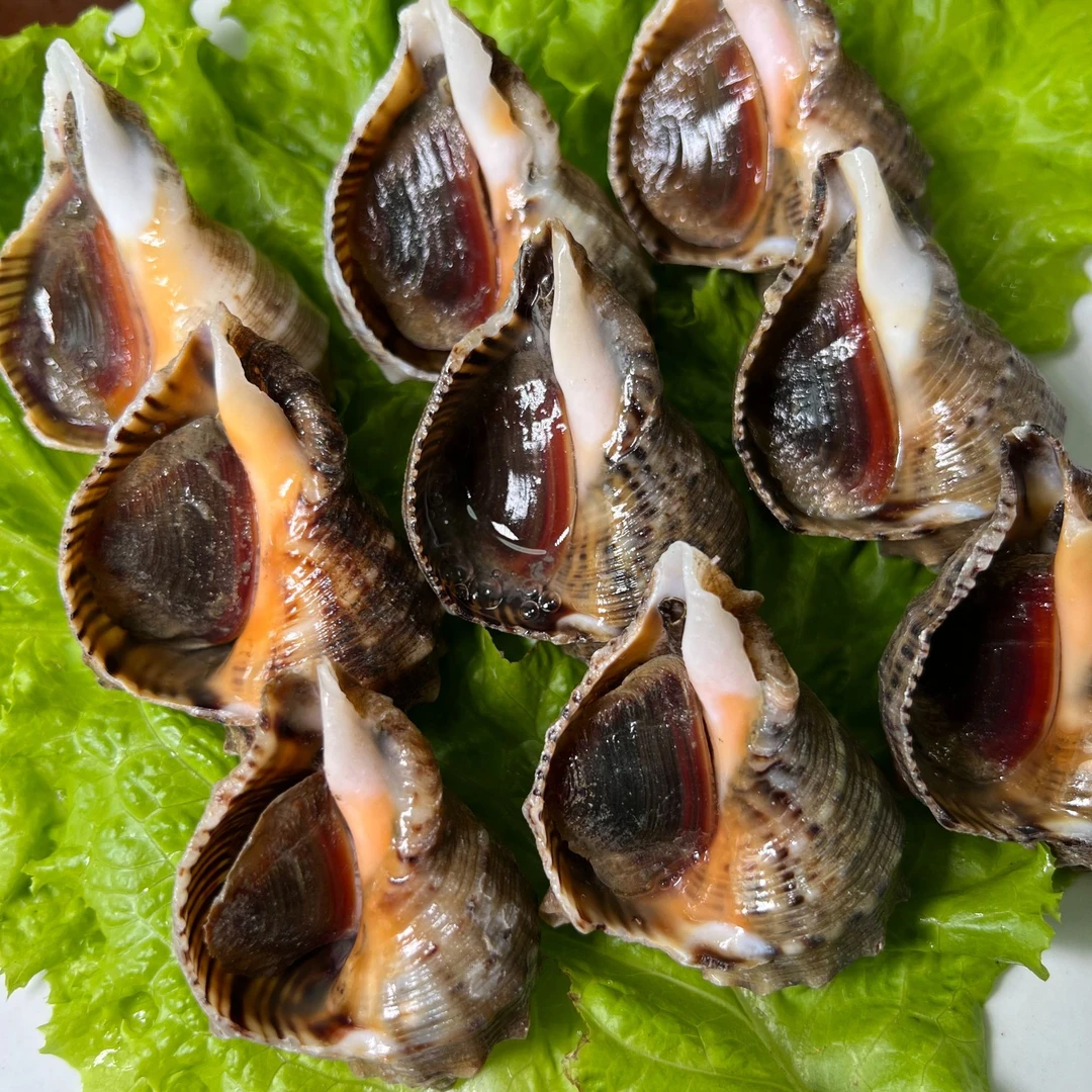 中小号海螺5斤（9-10头/斤）保活，顺丰发货