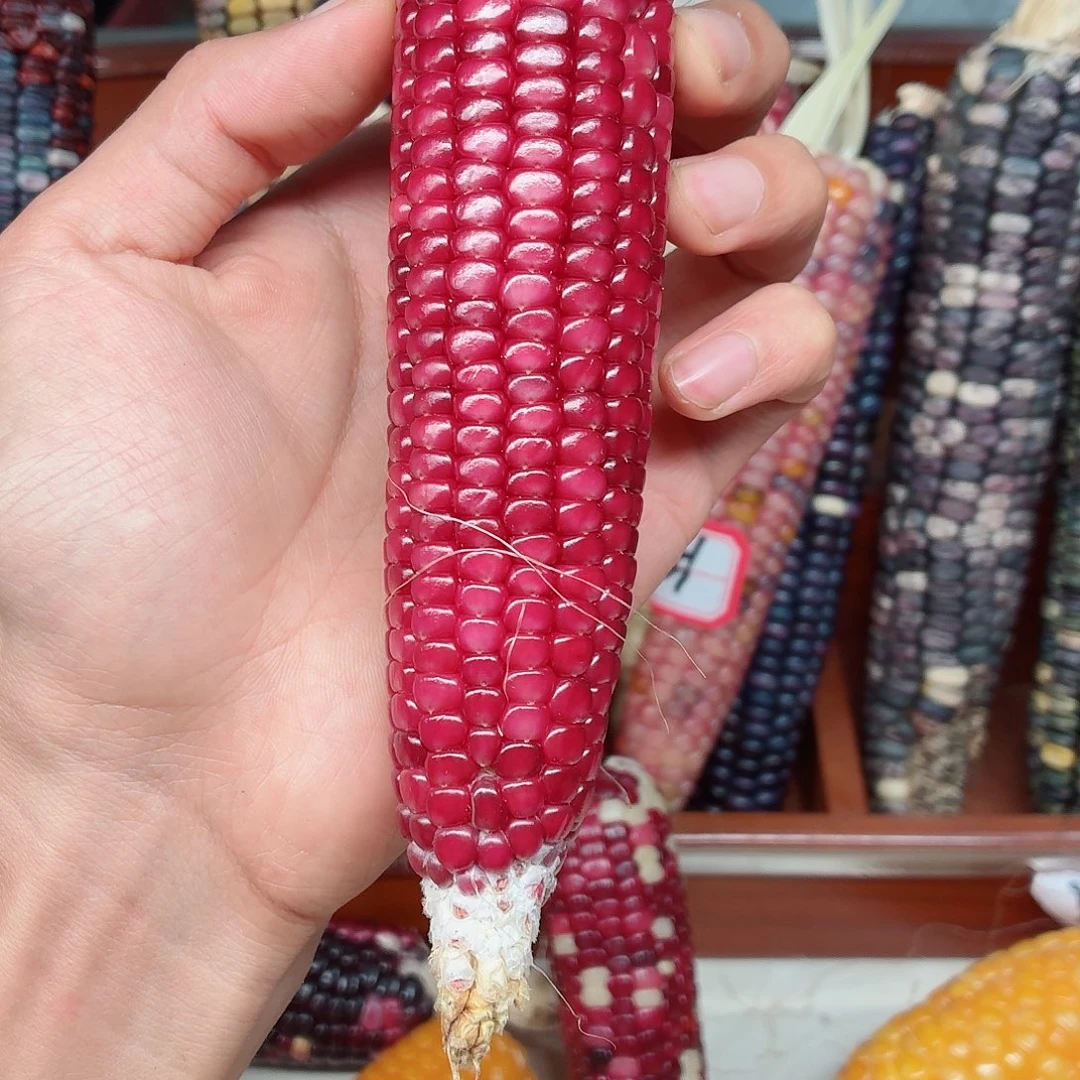 简***爱吊坠白玉菩提文玩玉米毛料精品