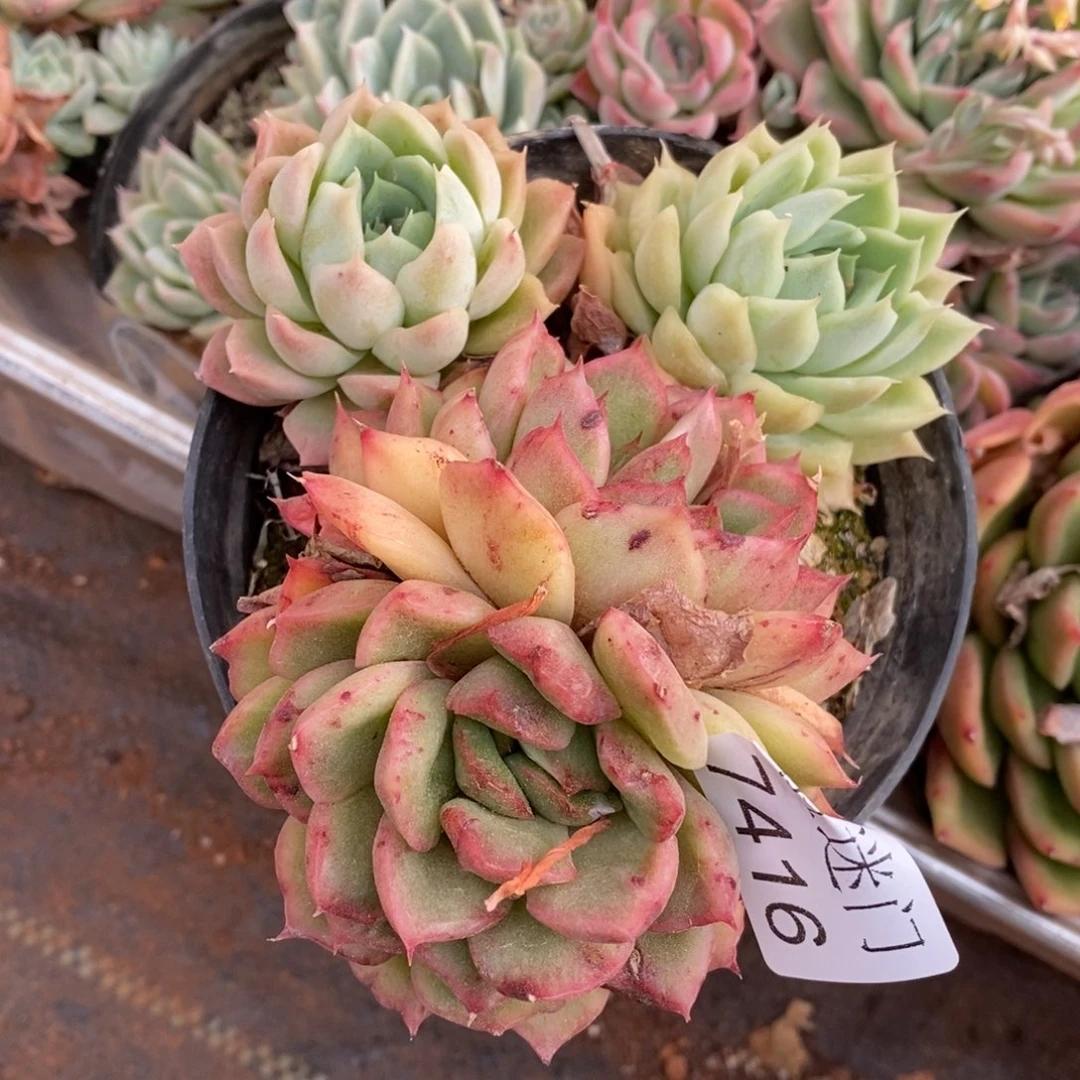 T****2不包整散掉头7416~8厘米~散特