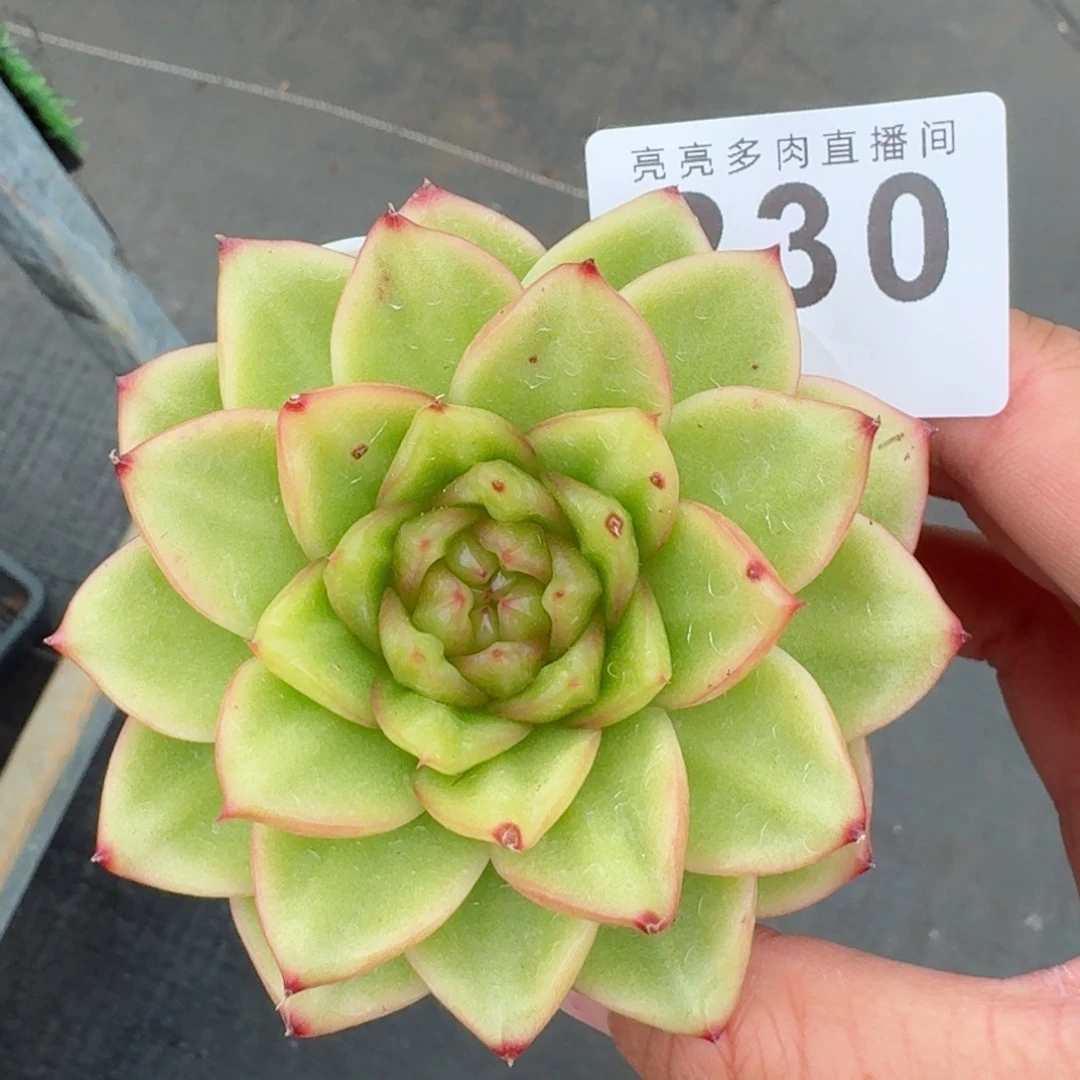 绿扇珍妮            精美多肉植物