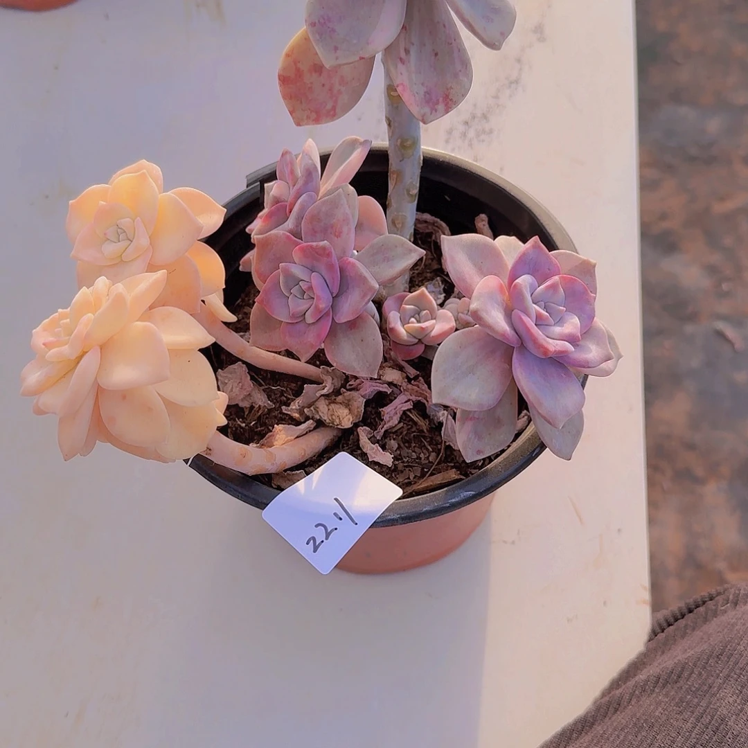 侯***22211紫乐锦多肉植物