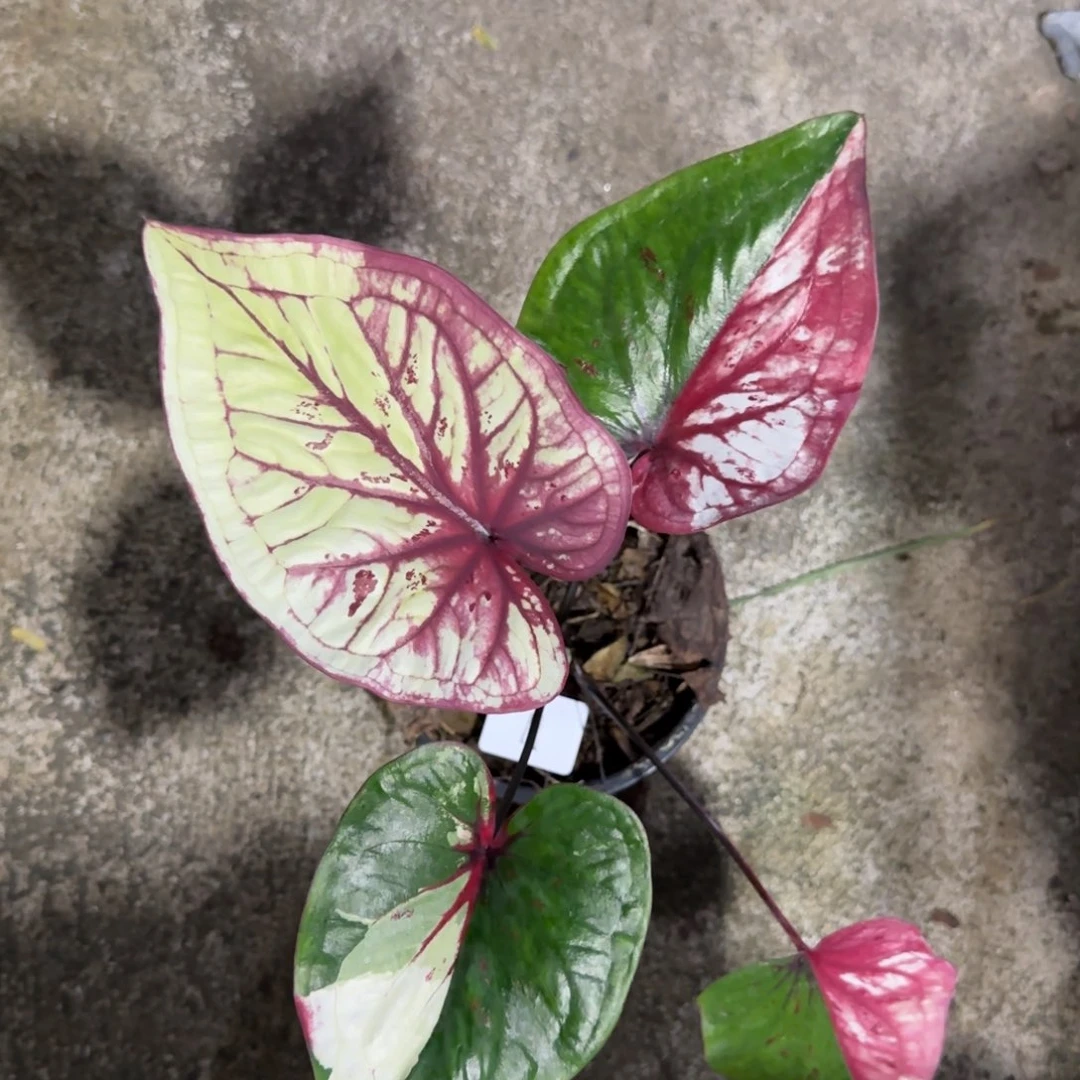 11-1115泰国发货fouyou