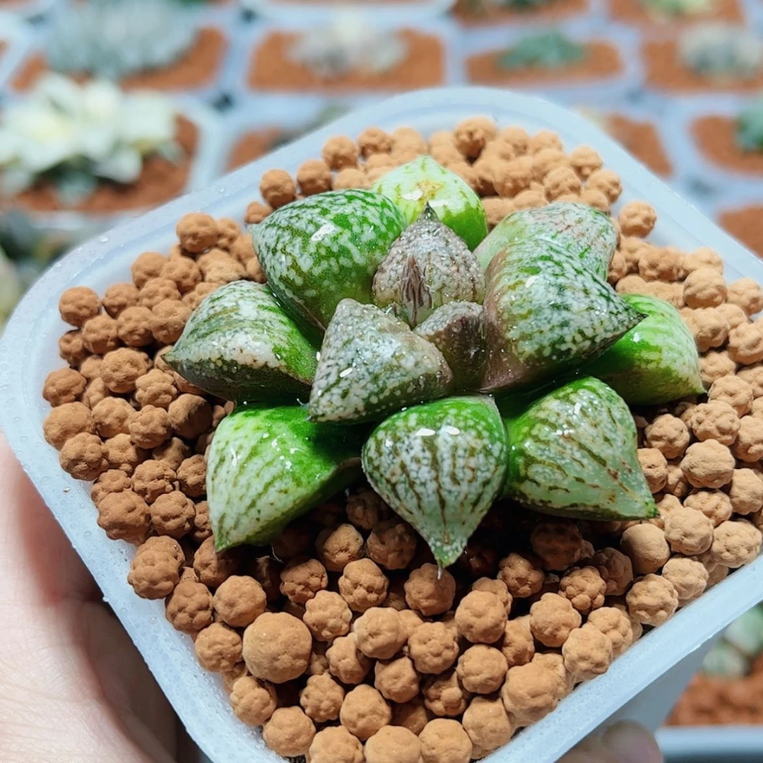 【闪购商品】霞**烂实生白银